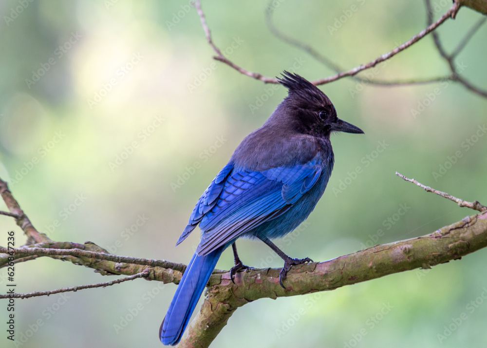Steller's Jay (Cyanocitta stelleri) - Vibrant Blue Jay Perched on a Branch Steller's Jay (Cyanocitta stelleri) - Vibrant Blue Jay Perched on a Branch