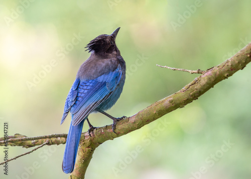 Steller's Jay (Cyanocitta stelleri) - Vibrant Blue Jay Perched on a Branch