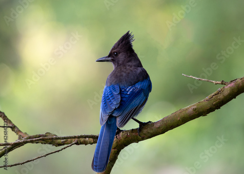 Tableau sur toile Steller's Jay (Cyanocitta stelleri) - Vibrant Blue Jay Perched on a Branch