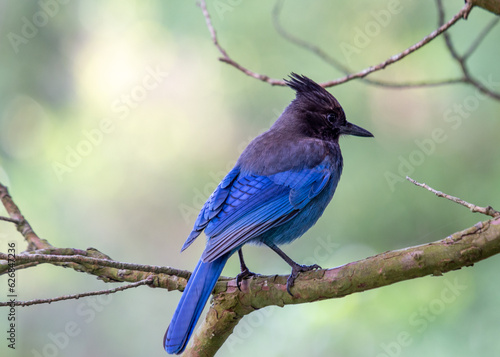 Steller's Jay (Cyanocitta stelleri) - Vibrant Blue Jay Perched on a Branch © fluffandshutter