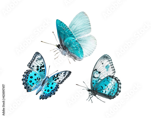 Three blue butterflies isolated on a white background.