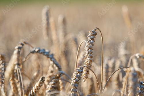 Weizen, Ären, Felder und Getreide in Bayern