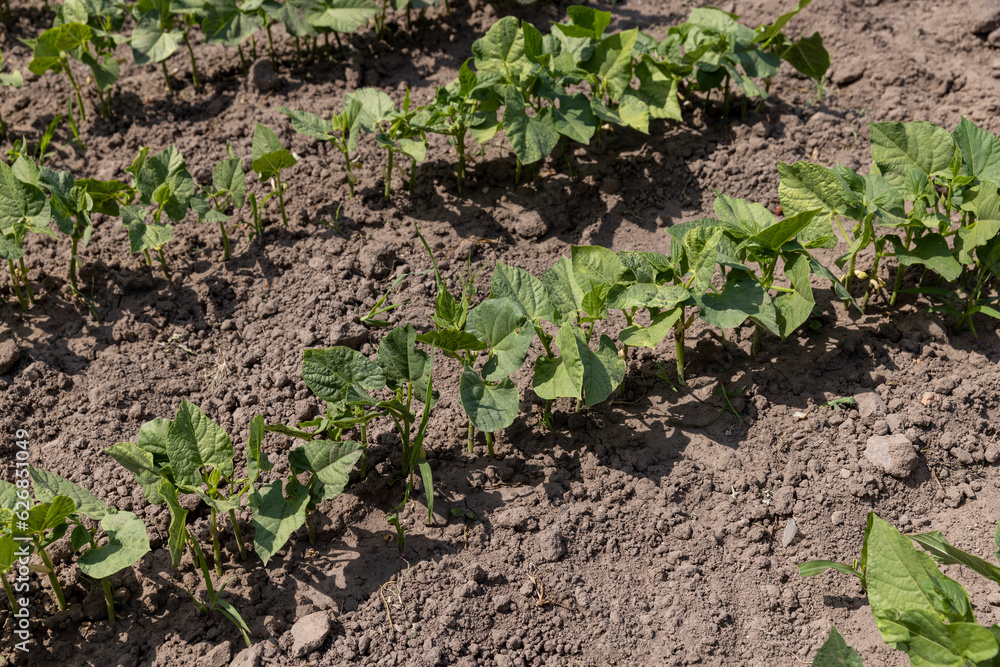 young small bean plants in the field, growing beans young small bean plants in the field, growing beans