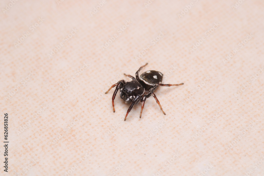 little jumping spider macro photo little jumping spider macro photo