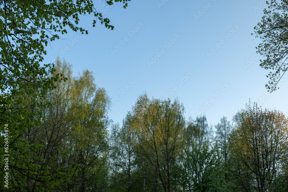 deciduous trees with green foliage in the spring season