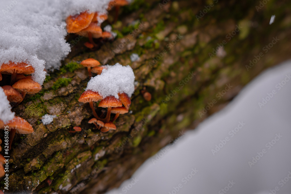 Winter mushroom grown on a trunk in the forest in cold season. Enoki, a species of Flammulina Velutipes also known as Velvet Foot. Edible plants in nature Winter mushroom grown on a trunk in the forest in cold season. Enoki, a species of Flammulina Velutipes also known as Velvet Foot. Edible plants in nature