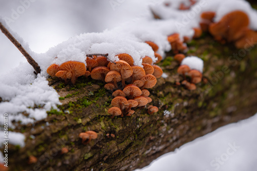 Winter mushroom grown on a trunk in the forest in cold season. Enoki, a species of Flammulina Velutipes also known as Velvet Foot. Edible plants in nature photo