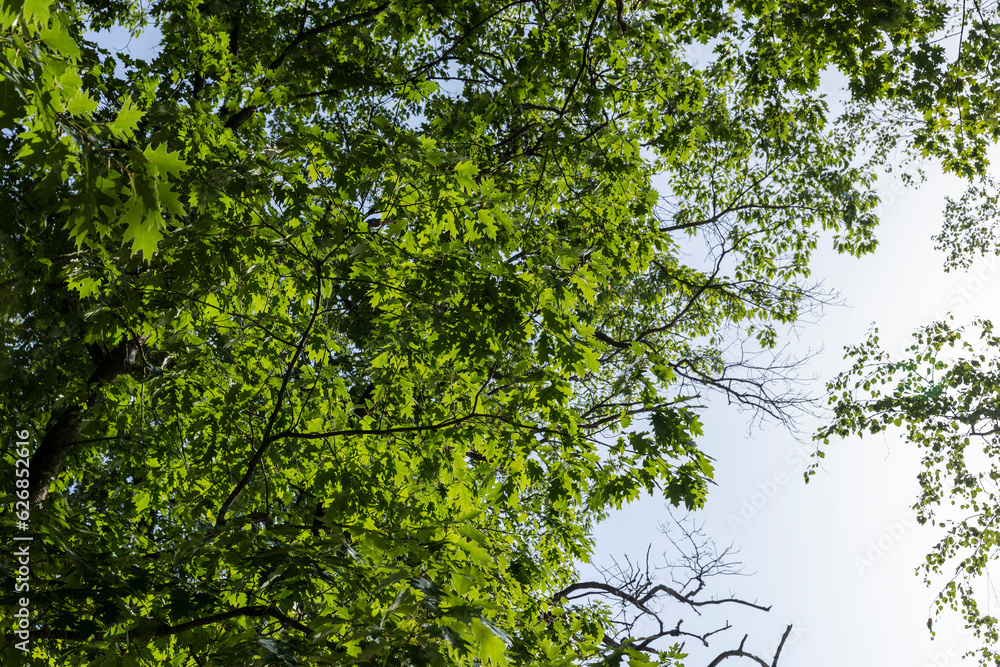 Fototapeta premium A variety of trees growing in the park