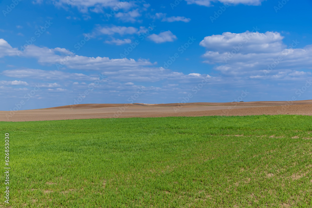 agricultural field with green wheat in the spring season agricultural field with green wheat in the spring season