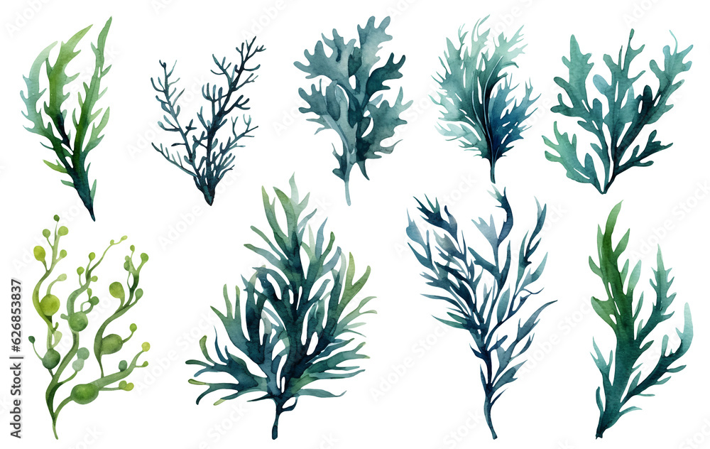 Seaweed underwater plants. Green Laminaria watercolor illustration isolated on white background. Nautical Seaweed underwater plants. Green Laminaria watercolor illustration isolated on white background. Nautical