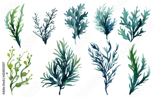 Stampa su tela Seaweed underwater plants