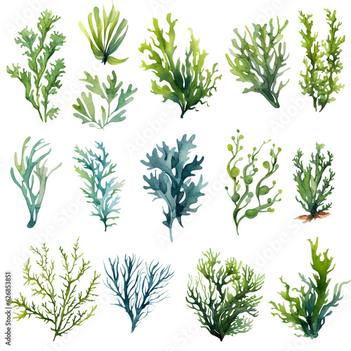 Seaweed underwater plants. Green Laminaria watercolor illustration isolated on white background. Nautical set