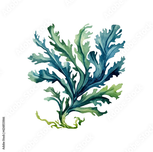 Seaweed underwater plants. Green Laminaria watercolor illustartion isolated on hite background. Nautical