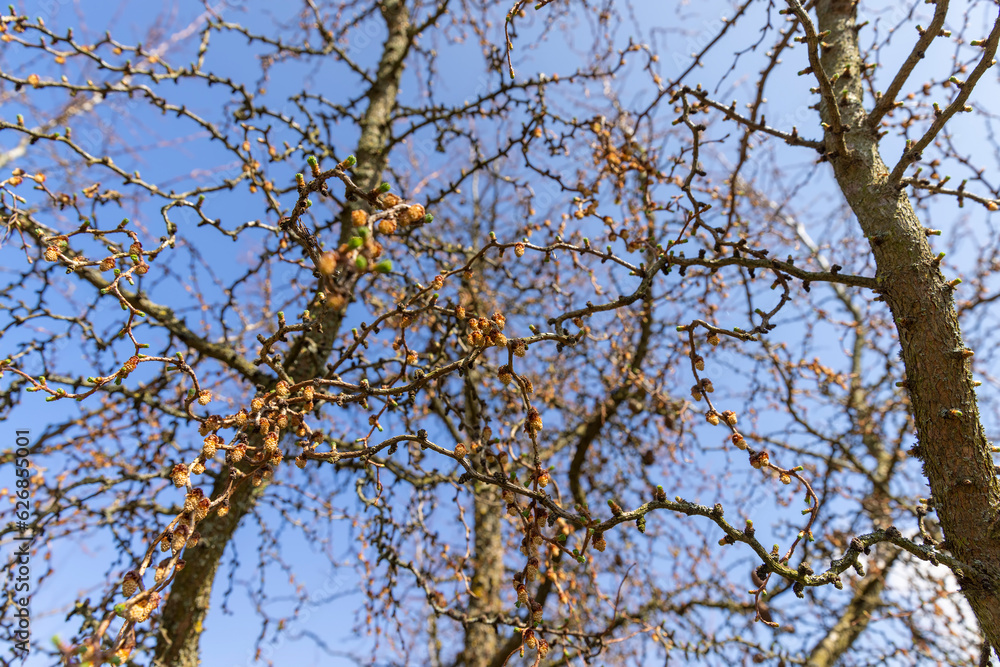 larch tree in sunny weather in early spring larch tree in sunny weather in early spring