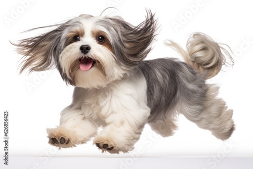 Jumping Moment, Lhasa Apso Dog On White Background. Jumping Moment, Lhasa Apso, White Bg, Dog Breeds, Exercises For Dogs, Caring For Dogs, Grooming Dogs, Dog Training. 