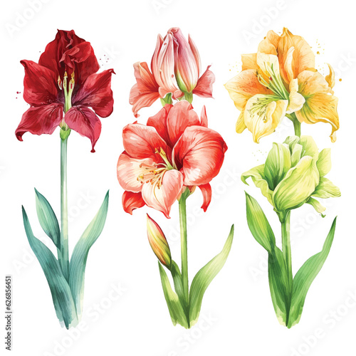 Amaryllis flower watercolor painted collection