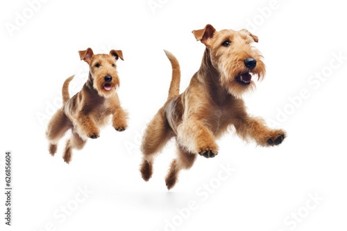 Jumping Moment, Two Lakeland Terrier Dogs On White Background. Jumping Moment, Dog Breeds, Lakeland Terrier, Dogs On White Background, Puppy Activities, Pet Care.