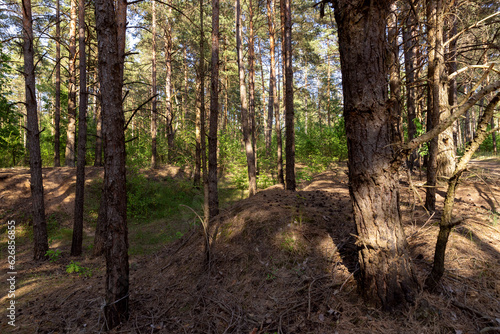 mixed forest with large and old trees before sunset