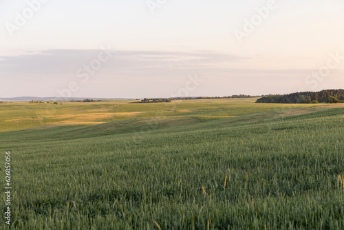 a large field with cereals at sunset