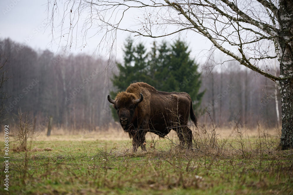 European Bison - Majestic wildlife portrait in its natural habitat ...
