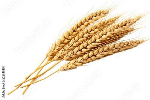 Print op canvas Ear of Wheat Spikelet Isolated on Transparent Background