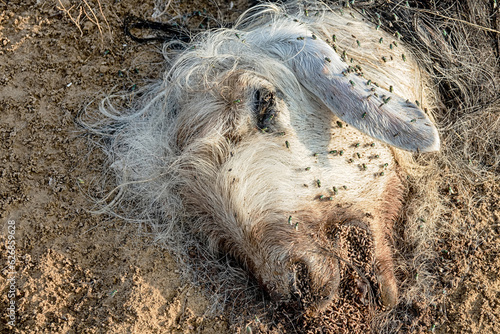 Photos Flocks of Sheep blowfly (Lucilia sericata) feed and lay eggs on the carcass of a sheep (distemper)