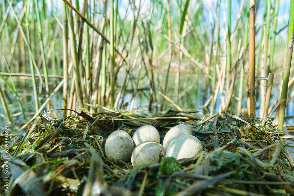 Loating Reed Beds Bird's Nest Guide. Nidology. Slavonian grebe (Podiceps auritus ...
