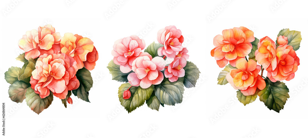 Fototapeta premium nature begonia flowers watercolor ai generated