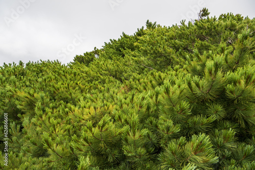 Obraz na płótnie cedar elfin on the slope