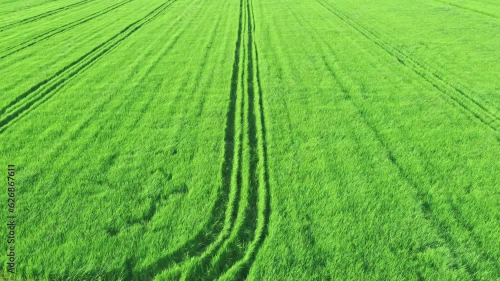 Aerial view of rice fields with tractor tracks. Agriculture concept growing rice plants in the Albufera of Valencia, Spain. Aerial view of rice fields with tractor tracks. Agriculture concept growing rice plants in the Albufera of Valencia, Spain.