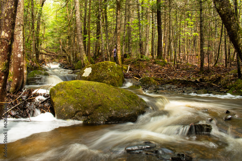 river in the forest river in the forest