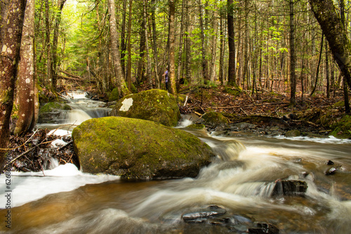 river in the forest