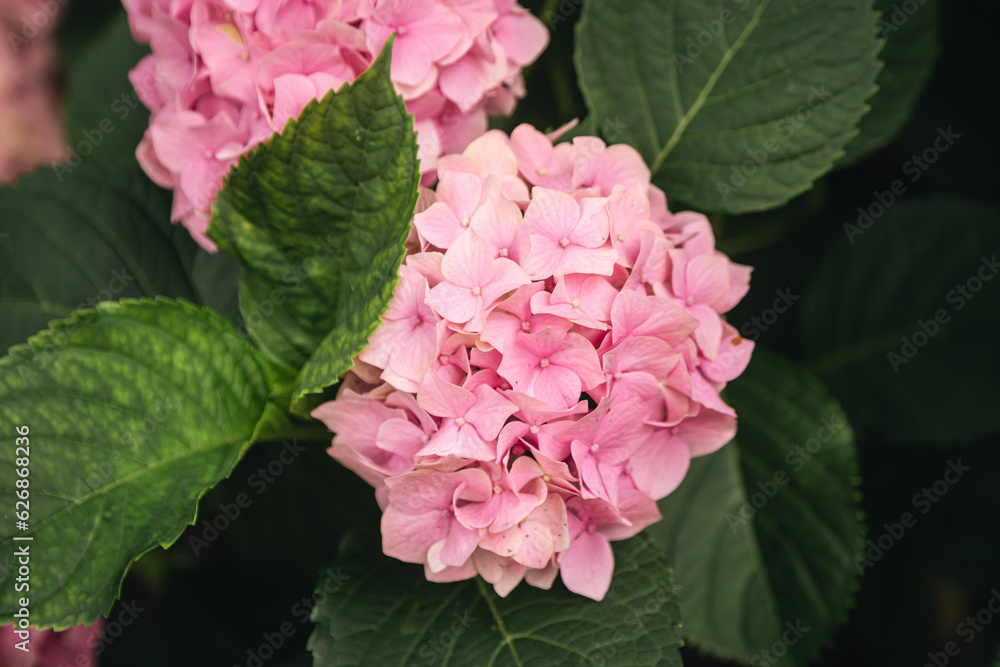 Fototapeta premium Bright beautiful pink hydrangea inflorescences on the bush, flowering of a hydrangea bush close up.
