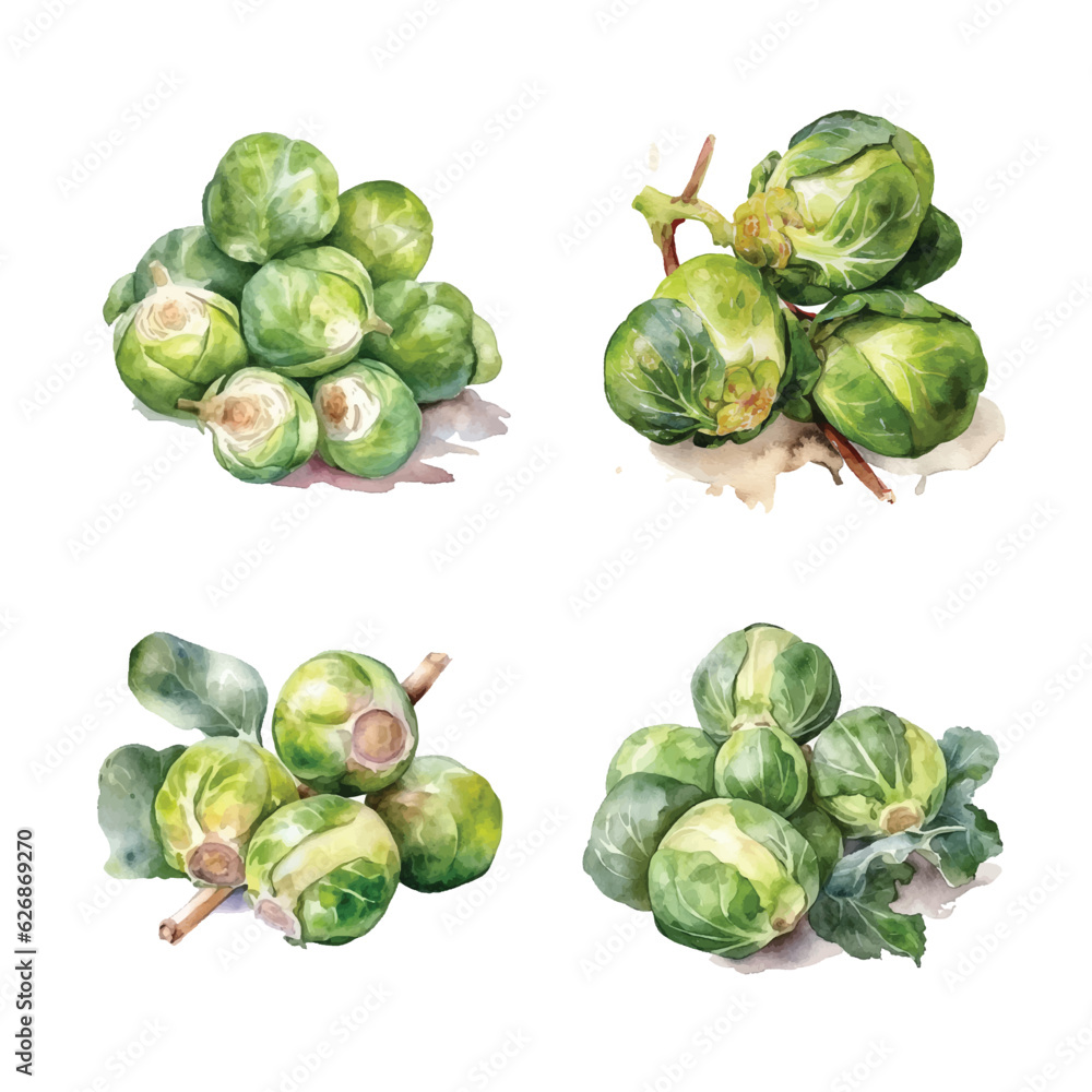 Brussels sprouts watercolor paint Brussels sprouts watercolor paint
