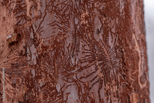 The trunk of an elm attacked by parasites. The texture of the bark of Ulmus carpinifolia in the winter season