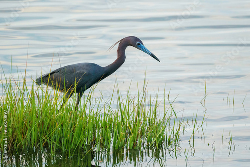 A little blue heron hunts for food form the green grasses at the edge of a marsh