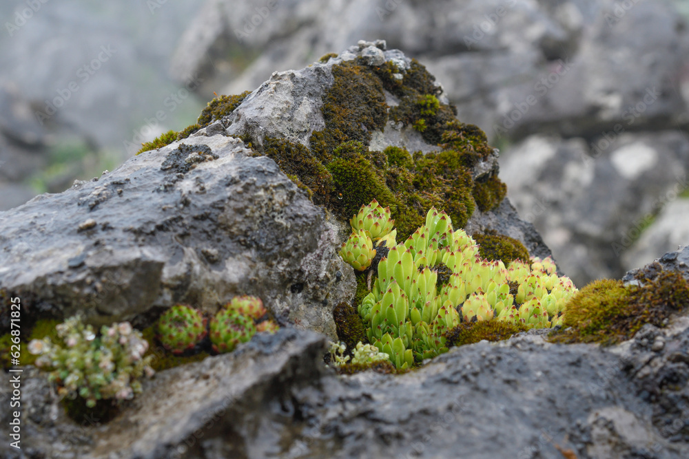 Sempervivum cantabricum on a limestone rock in Picos de Europa Sempervivum cantabricum on a limestone rock in Picos de Europa