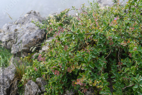 Fototapeta Naklejka Na Ścianę i Meble -  Berberis vulgaris with water drops in the mist in Picos de Europa