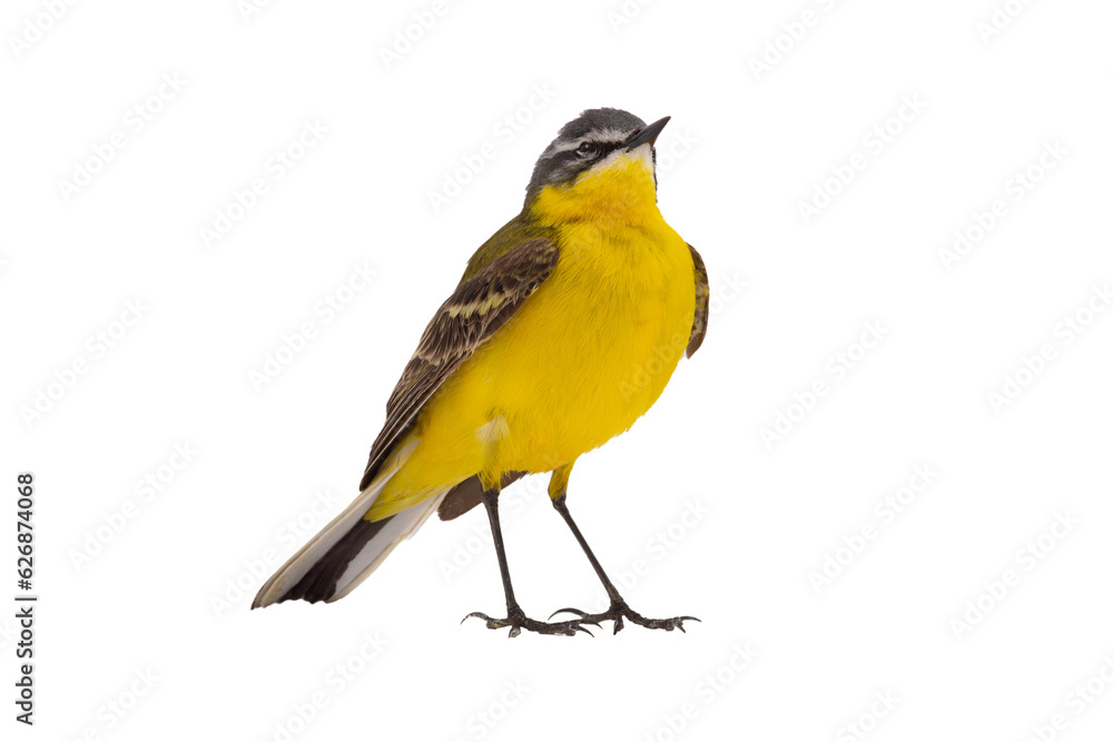 Western Yellow Wagtail isolated on white background Western Yellow Wagtail isolated on white background