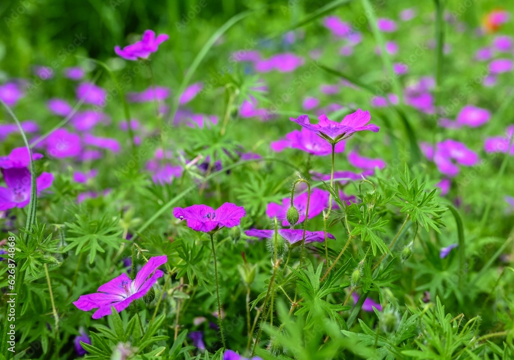 Pink geranium flower on green leaves background Pink geranium flower on green leaves background