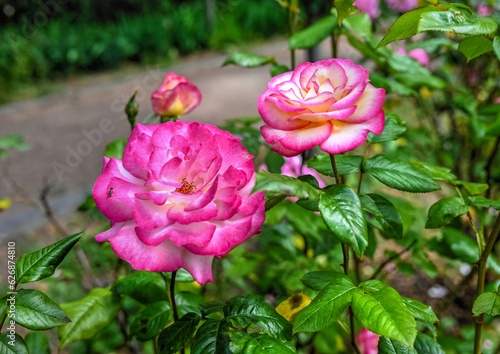 Pink Sharifa Asma rose flower on green leaves background photo