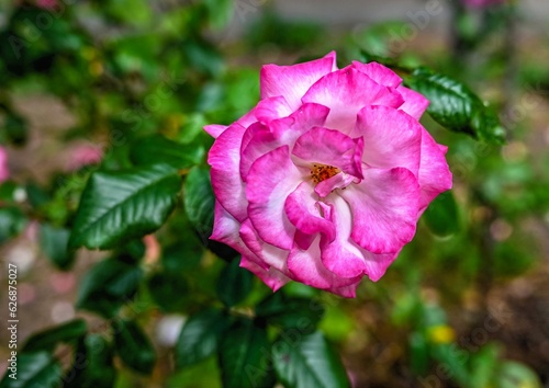 Pink Sharifa Asma rose flower on green leaves background photo