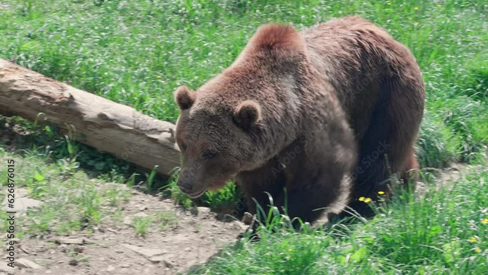bear walks in rocky and wooded terrain in the Pyrenees bear walks in rocky and wooded terrain in the Pyrenees