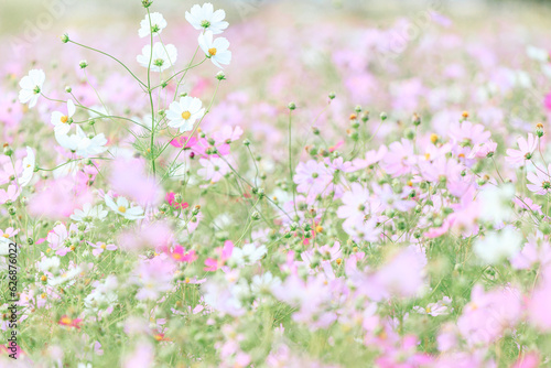 白とピンクの秋桜畑