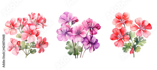 plant geranium flowers watercolor ai generated