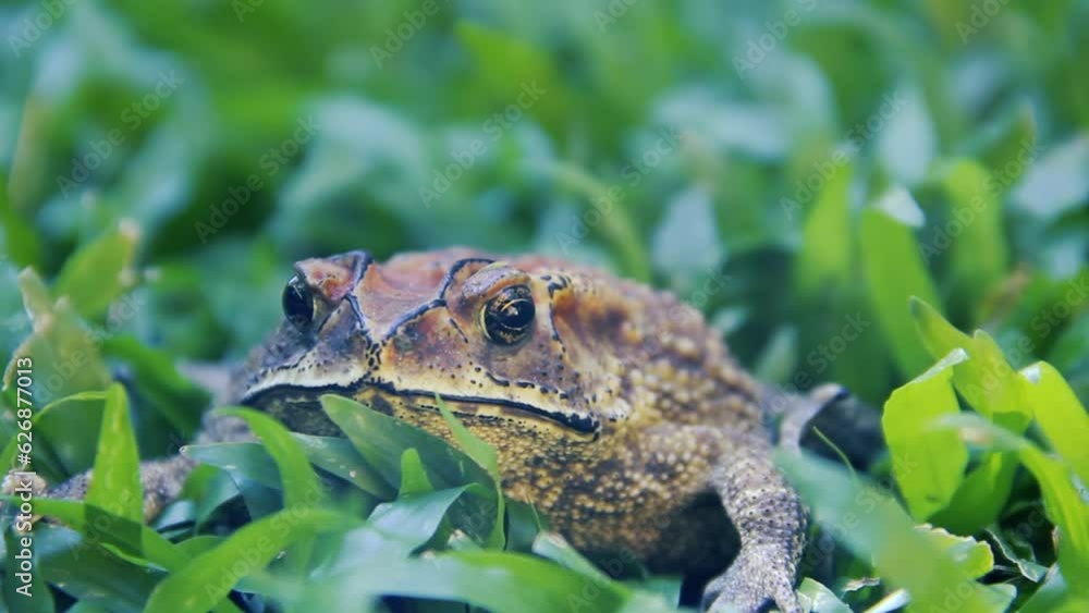 Evergreen Toad Ferguson's toad (Bufo fergusonii) in past Schneider's (dwarf) toad ...