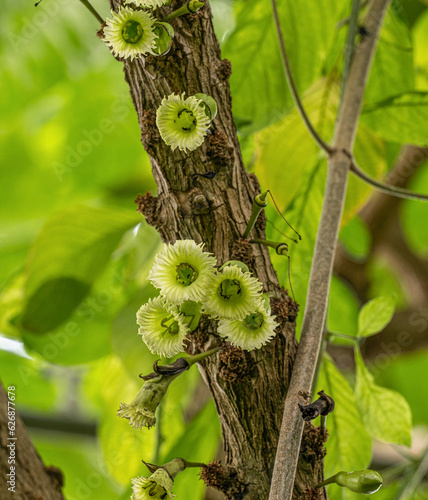 Amphitecna macrophylla, commonly known as black calabash or chaff-bush photo