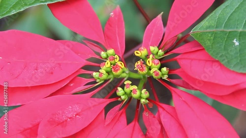 Closeup of red poinsettia flowers (Euphorbia pulcherrima). Wild plant in the jungle photo