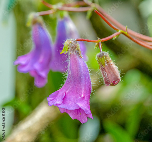 Sinningia aghensis has large purple flowers. It is found in south-eastern Brazil photo