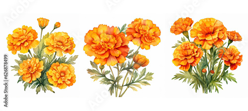 Fototapeta Naklejka Na Ścianę i Meble -  yellow marigold flowers watercolor ai generated